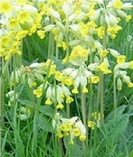 Wild Flower Economy Meadow Mixture Spring Seeds