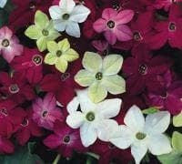 Nicotiana affinis Seeds