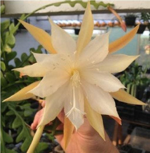 Cactus Epiphyllum Anguliger Seeds