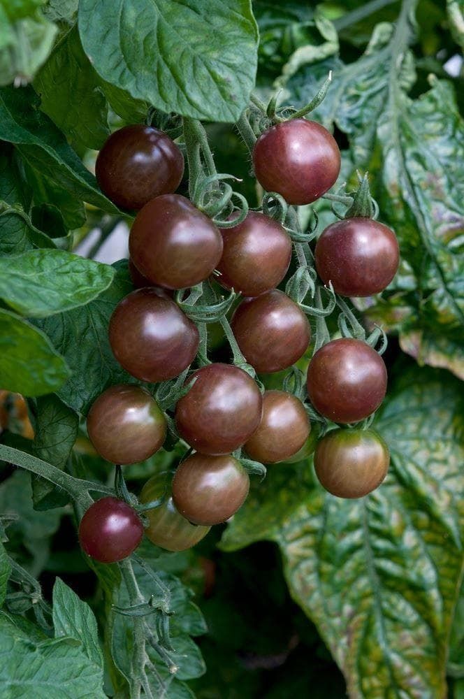 Tomato Black Opal Seeds