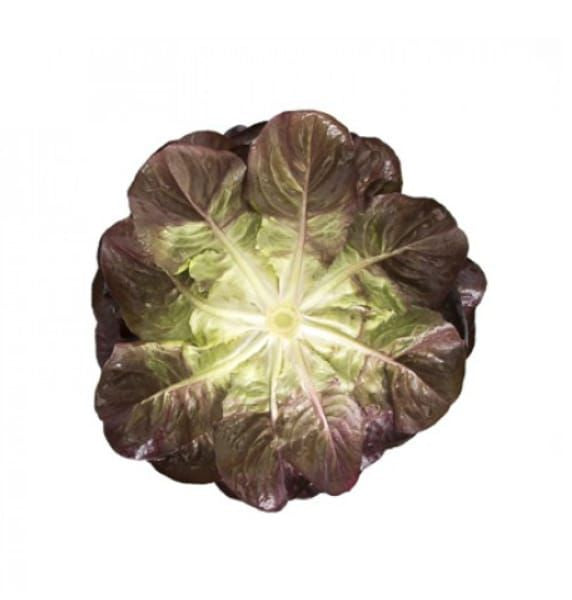 Lettuce Salanova MultiLeaf Butterhead Barlach RZ (79-246) Untreated Seeds
