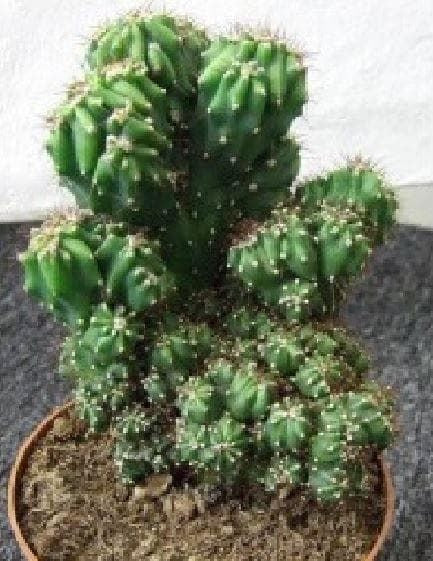 Cactus Cereus Peruvianus Monstrosus Seeds – JustSeed