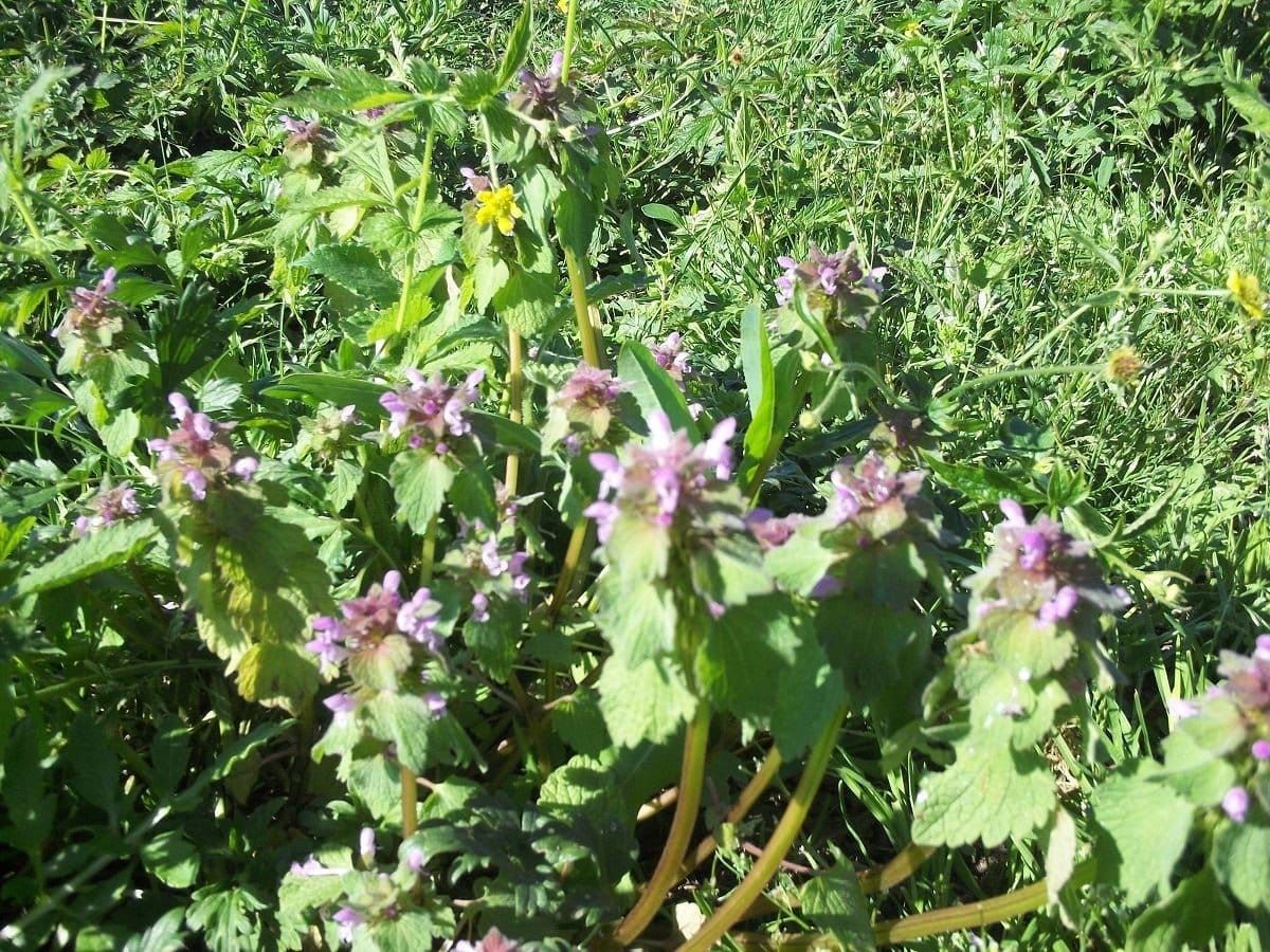 Wild Flower Red Deadnettle Lamium purpureum Seeds