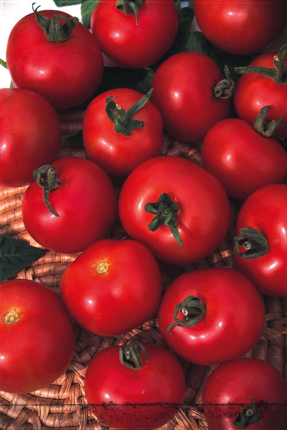 Tomato Moneymaker Seeds