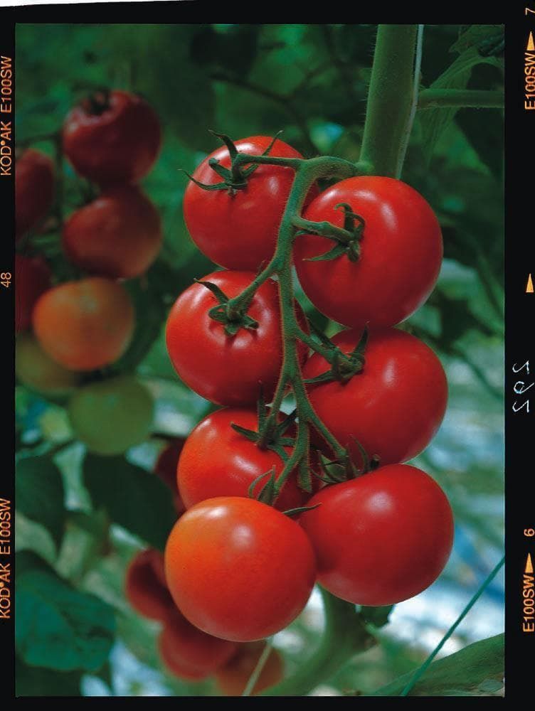 Tomato Shirley F1 Hybrid Seeds
