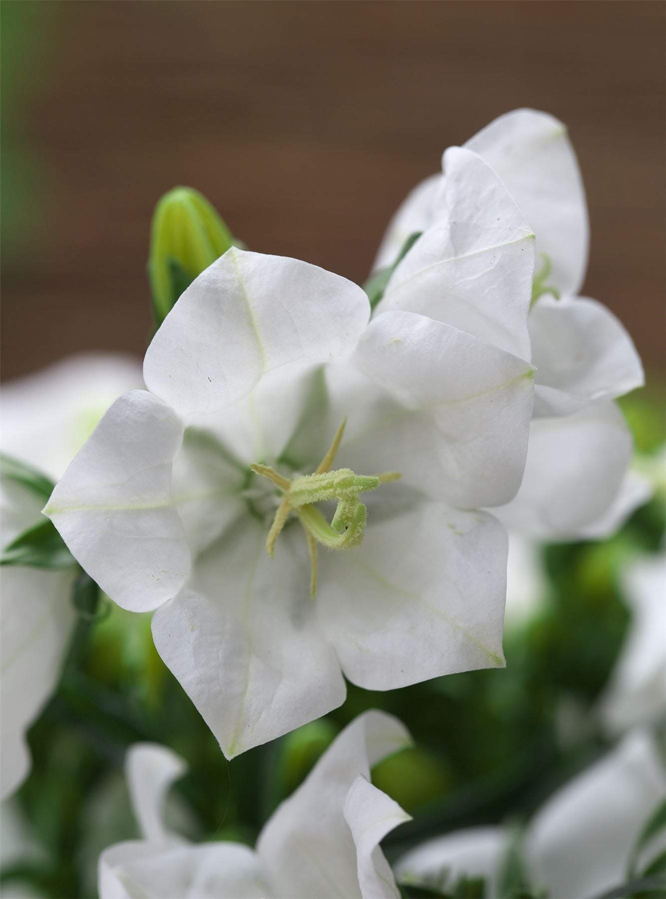 Campanula Takion White F1 Hybrid Pelleted Seeds
