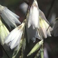 Dierama argyreum Seeds