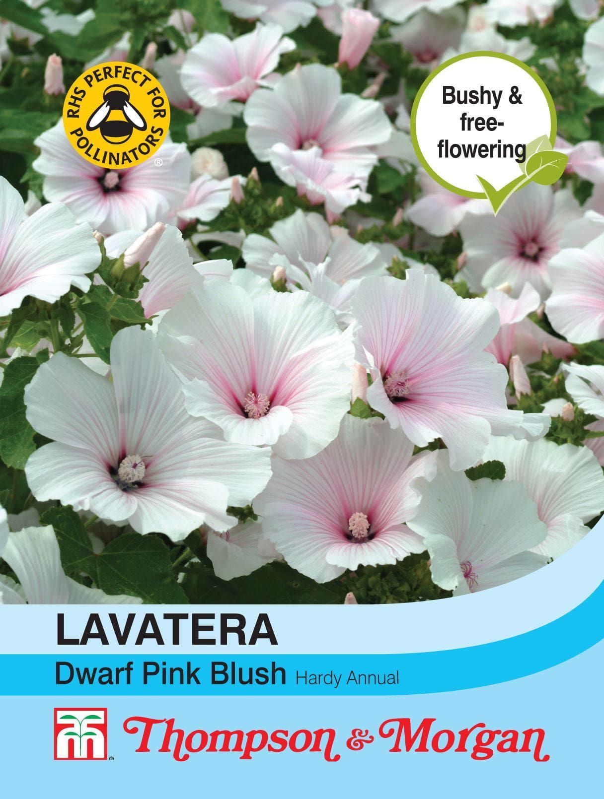 Thompson & Morgan - Flower - Lavatera - Dwarf Pink Blush - 80 Seeds
