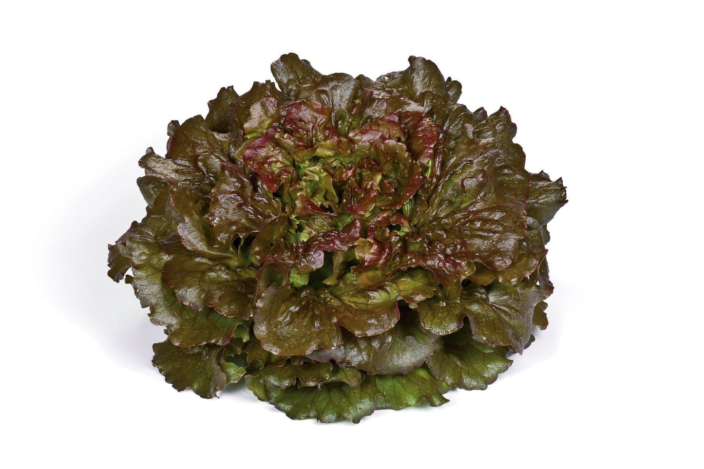 Organic Batavia Lettuce Novelski RZ (8192) Seeds