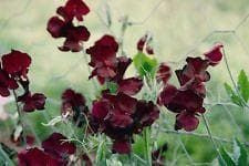 Sweet Pea Spencer Beaujolais Seeds