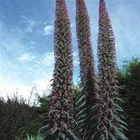 Echium pininana Pink Fountain Seeds