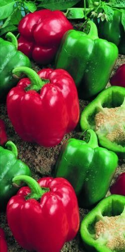 Sweet Pepper Bell Boy F1 Hybrid Seeds