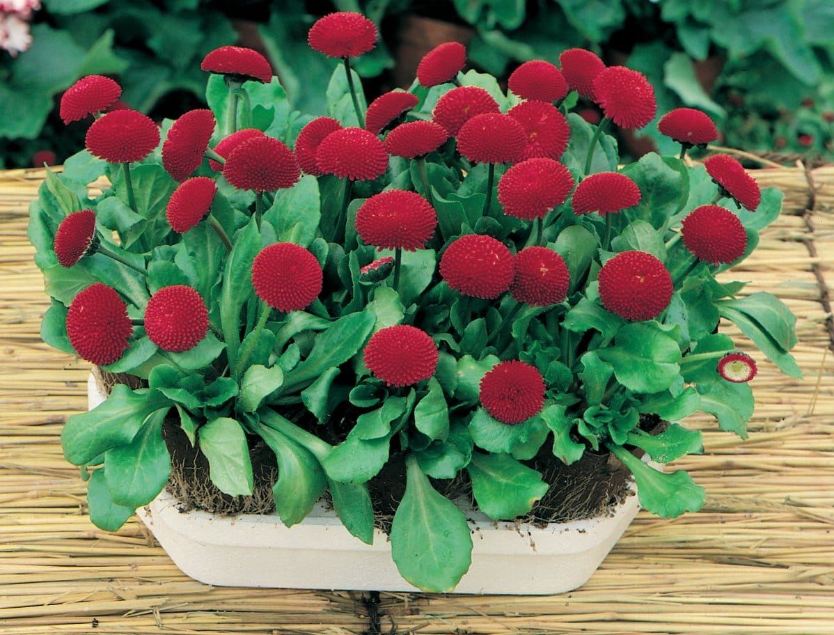 Bellis Perennis Medicis Red Seeds – JustSeed