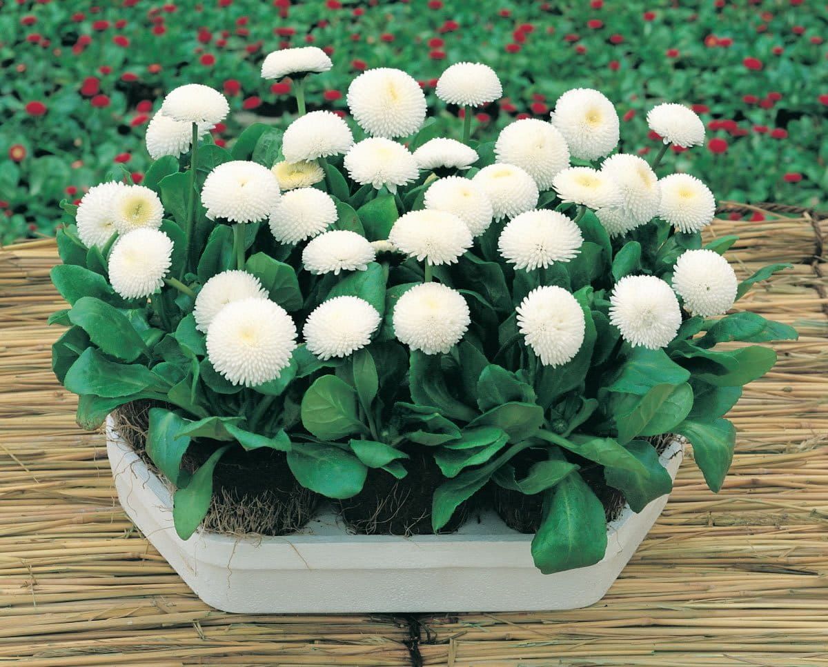 Bellis Perennis Medicis White Seeds