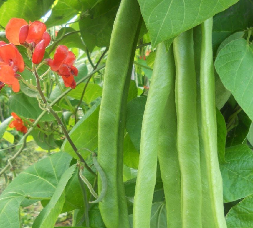 Runner Bean Benchmaster Seed
