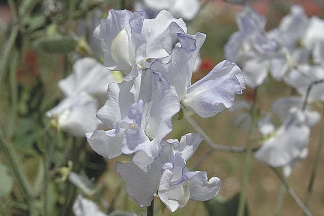 Sweet Pea Betty Maiden Seeds
