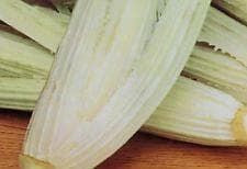 Artichoke Cardoon Bianco Avorio Seeds