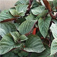 Salad Perilla Shiso Bicoloured Seeds