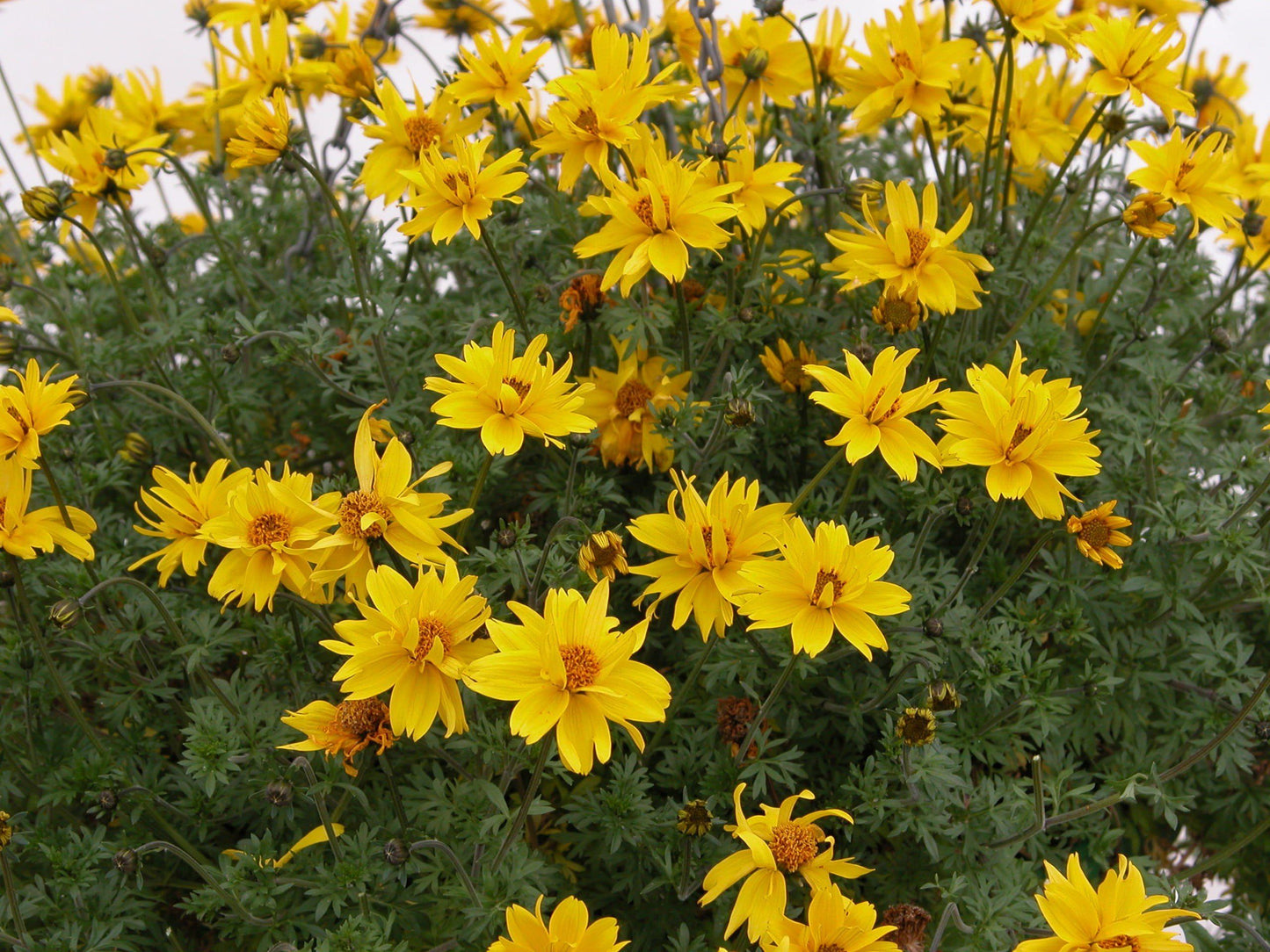 Bidens Gold Nuggets Seeds