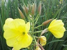 Oenothera Evening Primrose Biennis Seeds