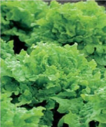 Lettuce Black Seeded Simpson Seeds