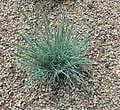 Ornamental Grass Blue Fescue Festuca Glauca Seeds