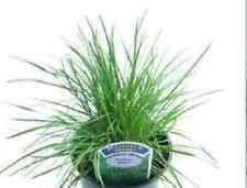 Ornamental Grass Blue Hair Grass Koeleria Glauca Seeds
