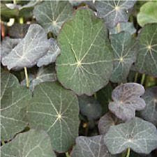 Salad Nasturtium Blue Pepe Seeds