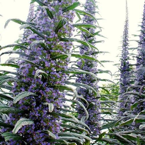 Echium pininana Blue Steeple Tower of Jewels Seeds