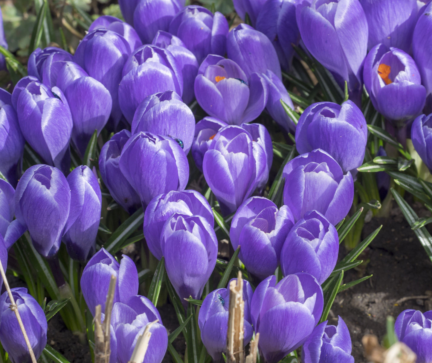 Crocus Bulbs - Large Spring Flowering Bulbs - Blue