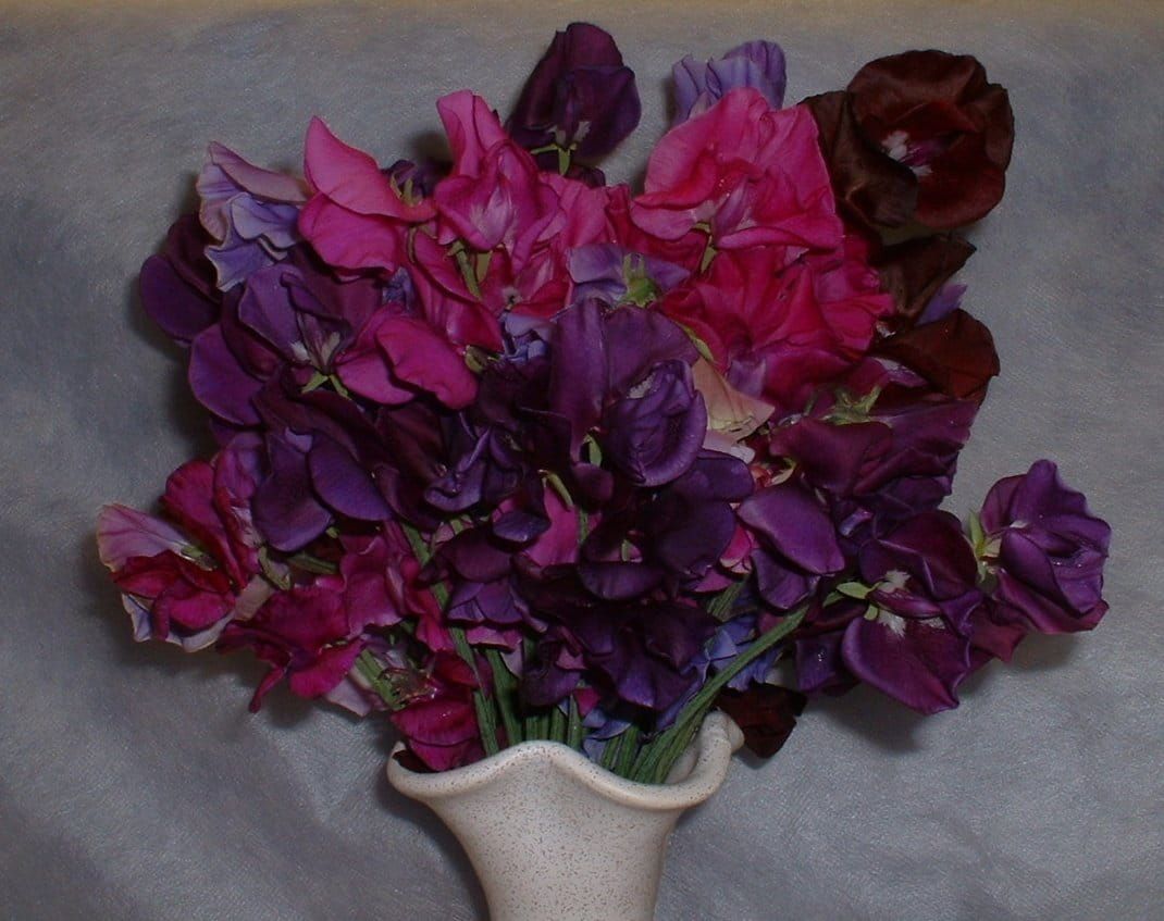 Sweet Pea Blue Monday Mix Seeds