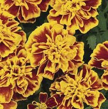French Marigold Bonanza Bee Seeds