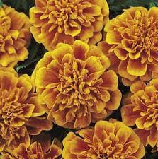 French Marigold Bonanza Flame Seeds
