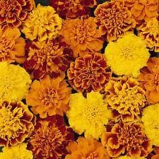 French Marigold Bonanza Mix Seeds