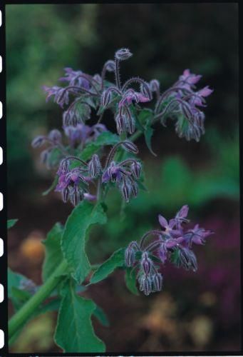Herb Borage Seeds - Borago officinalis