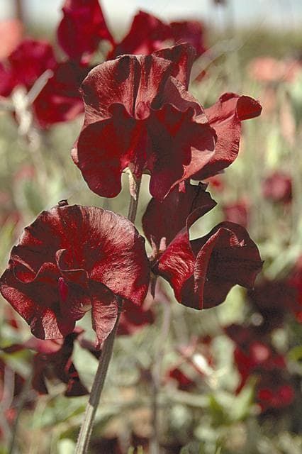 Sweet Pea Burnished Bronze Seeds