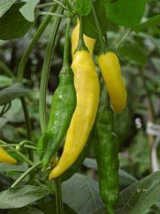 Chilli Pepper Hot Lemon Seeds