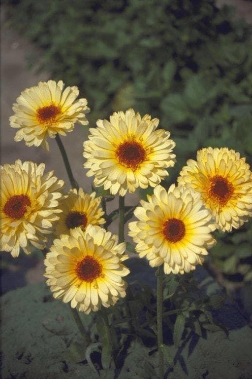 Calendula officinalis Pot Marigold Pacific Beauty Cream Seeds