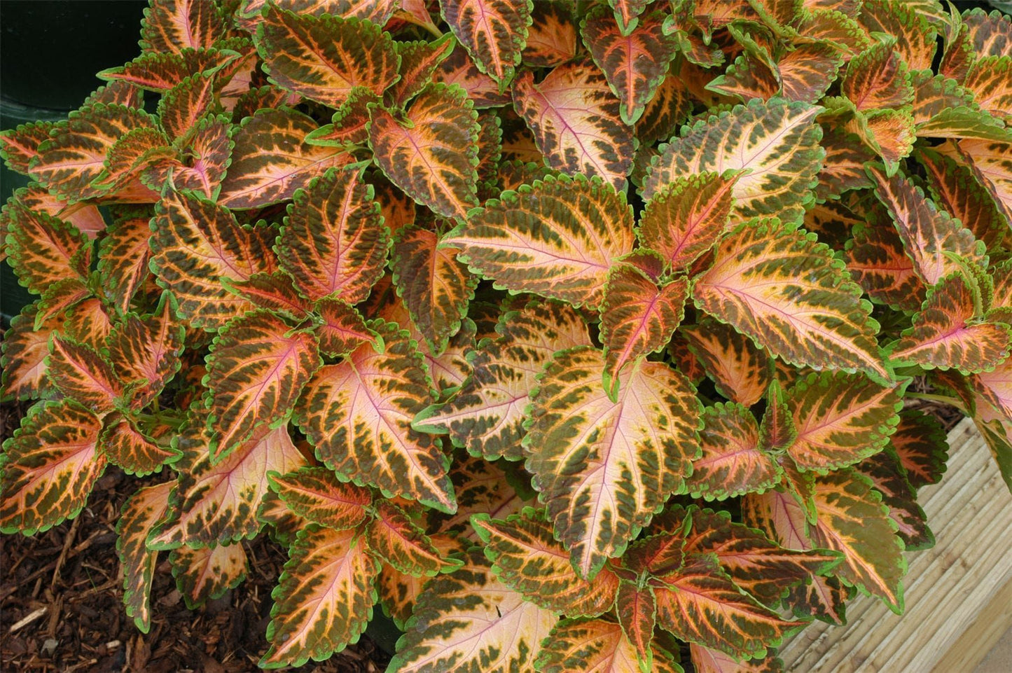 Coleus Wizard Coral Sunrise Seeds