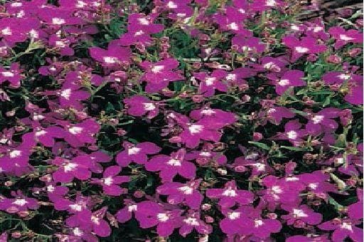 Lobelia Bedding Rosamond Seeds