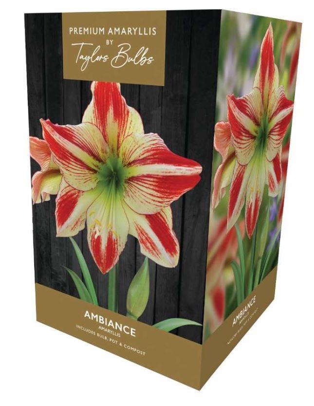 Taylors Amaryllis Bulb Gift Pack Ambiance - Ivory and Red Flowers