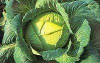 Exhibition Vegetable Robinsons Champion Giant Cabbage 30 Seeds