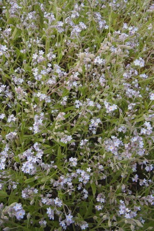 Wild Flower Field Forget Me Not Myosotis Arvensis Seeds