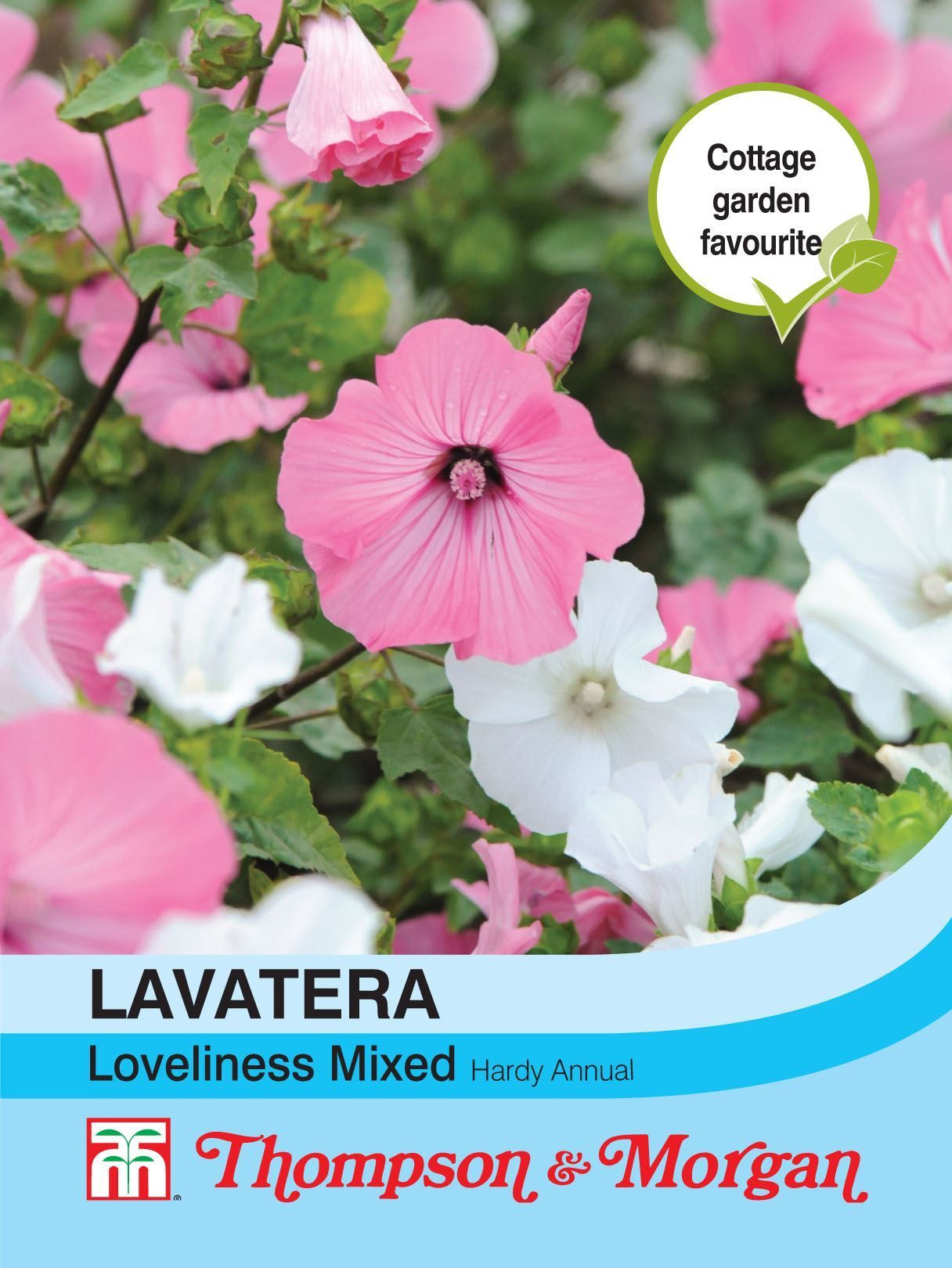 Thompson & Morgan Lavatera Loveliness Mixed 200 Seed