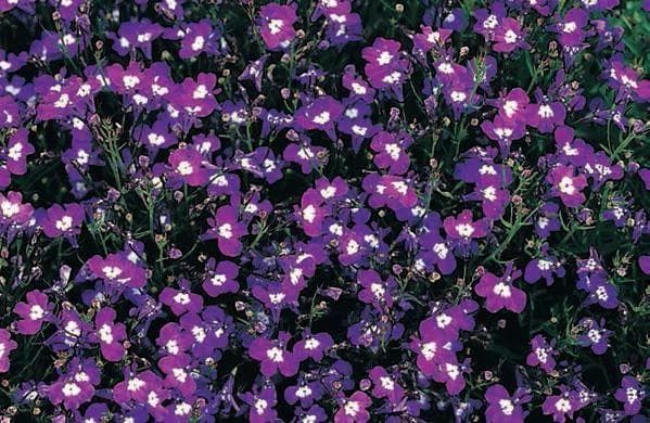 Lobelia Bedding Sapphire Seeds