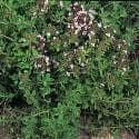 Herb Thyme English Winter Seeds