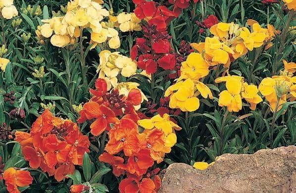 Wallflower Bedder Mix Series Seeds