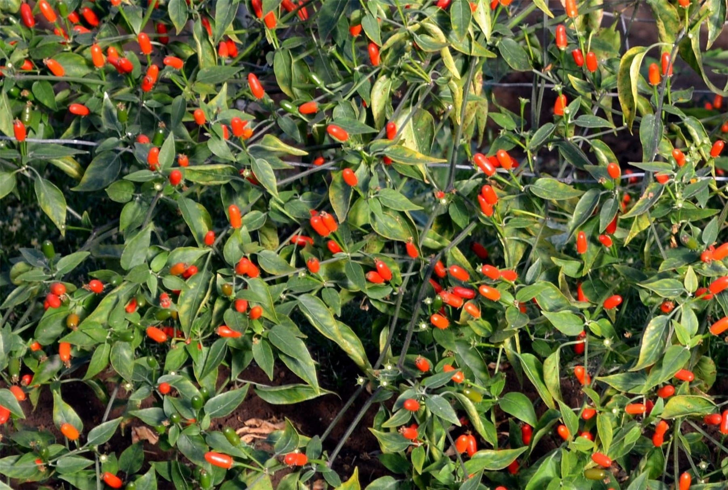 Pepper (Chilli) Sparky Seeds