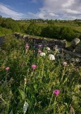 Wild Flower Melancholy Thistle Cirsium heterophyllum Seeds