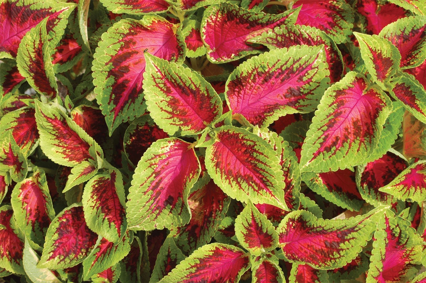 Coleus Watermelon Pelleted Seeds